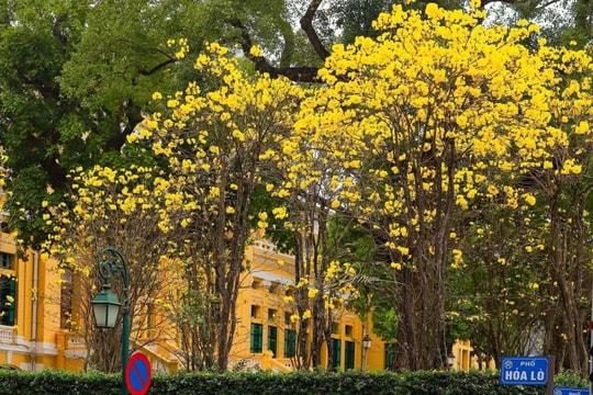 Hà Nội rực rỡ mùa hoa phong linh: Những tọa độ check-in nhuộm vàng phố phường