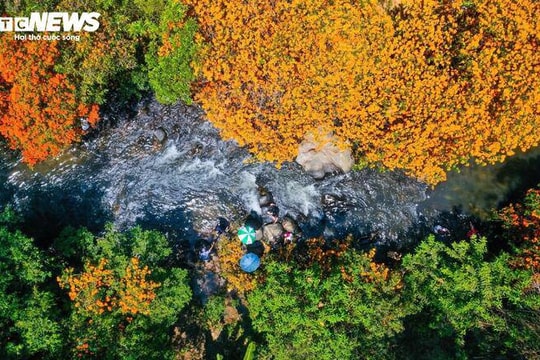 Gia Lai: Chiêm ngưỡng sắc đỏ hoa trang rừng nở rộ bên dòng suối Tà Má thơ mộng