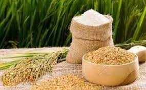 Giá lúa gạo ngày 9/3/2026: Gạo thơm neo ở mức cao, thị trường giao dịch chậm