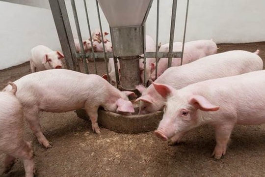 Giá heo hơi hôm nay 9/3: Giảm sâu toàn quốc, mức thấp nhất chạm mốc 61.000 đồng/kg