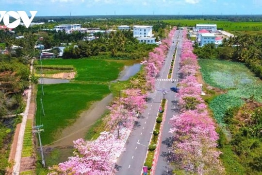 Sóc Trăng: Ngỡ ngàng cung đường kèn hồng nở rực rỡ tựa phim điện ảnh tại xã Phú Tâm