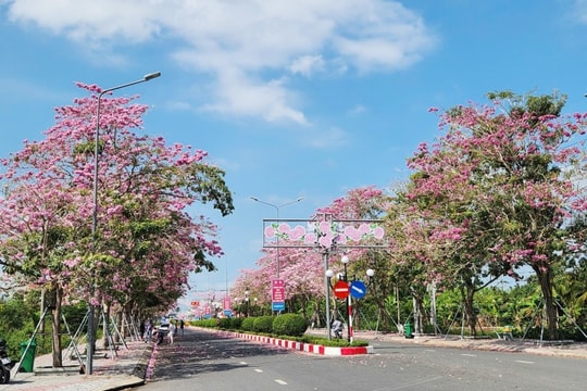 Cần Thơ: Ngắm sắc hồng rực rỡ trên cung đường hoa kèn hồng tại xã Phú Tâm