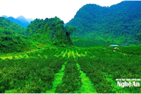 Thời tiết Nghệ An ngày 12/3: Sáng và đêm có mưa nhỏ vài nơi, trời rét