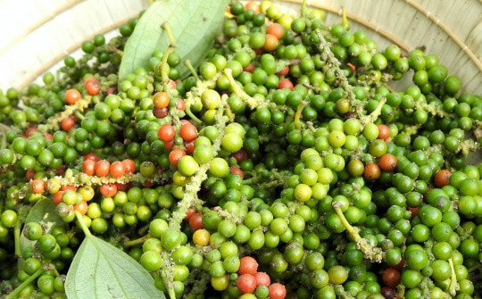 Giá tiêu hôm nay 11/3: Thị trường ổn định ở mức 146.500 đồng/kg