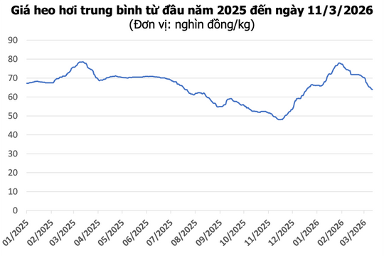Giá heo hơi hôm nay 11/3: Miền Nam giảm nhẹ, giá cao nhất toàn quốc đạt 68.000 đồng/kg