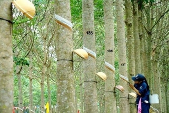 Giá cao su hôm nay 11/3: Thị trường thế giới giảm nhẹ, giá mủ trong nước ổn định