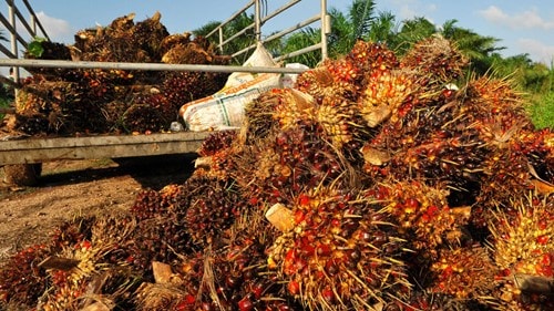 Sản lượng dầu cọ Malaysia dự báo giảm tới 17% do lũ lụt, giá duy trì mức 1.088 USD/tấn