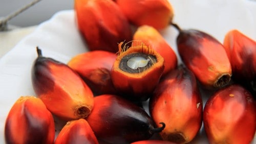 Giá dầu cọ Malaysia ngày 11/3 đảo chiều tăng lên 4.460 ringgit/tấn