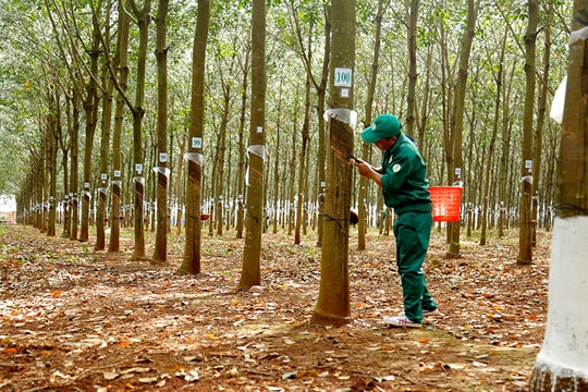 Giá cao su hôm nay 13/3: Sàn Thượng Hải tăng hơn 1%, giá mủ trong nước đi ngang