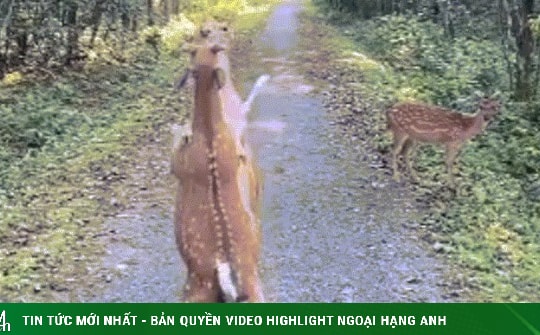 Vườn quốc gia Cúc Phương: Ngắm khoảnh khắc hai chú hươu so găng kịch tính giữa đại ngàn