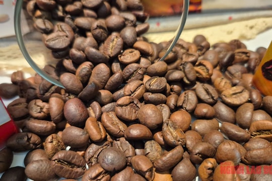 Giá cà phê hôm nay 13/3: Trong nước giảm mạnh 3.700 đồng/kg, thế giới hồi phục