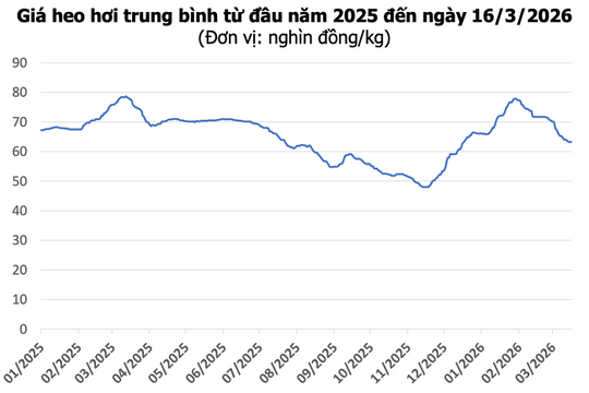 Giá heo hơi hôm nay 16/3: Thị trường đi ngang, cao nhất 66.000 đồng/kg