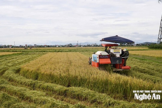 Nghệ An hướng tới mục tiêu kép trong sản xuất lương thực