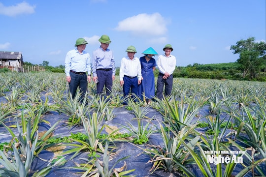 Phó Chủ tịch UBND tỉnh Nguyễn Văn Đệ kiểm tra các vùng sản xuất dứa nguyên liệu