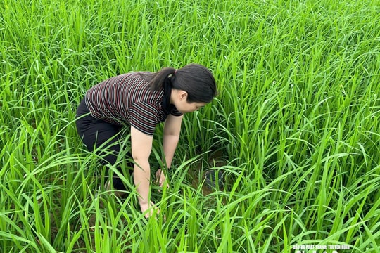 Sản xuất lúa giảm phát thải - Giải pháp cho những cánh đồng hạn hán