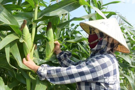 Sản xuất theo đơn đặt hàng, nông dân Nghệ An yên tâm thu lãi
