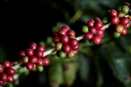 Giá cà phê hôm nay 20/3/2026: Robusta tăng ngày thứ tư liên tiếp