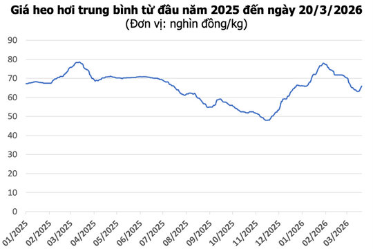 Giá heo hơi hôm nay 20/3: Miền Nam đạt mốc 68.000 đồng/kg, toàn thị trường tăng giá