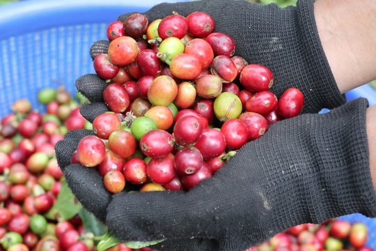 Giá cà phê hôm nay 20/3: Trong nước vượt 92.000 đồng/kg, Robusta thế giới tăng 52 USD/tấn