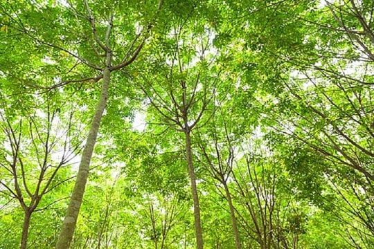 Giá cao su hôm nay 22/3: Sàn Thượng Hải và Singapore hồi phục, thị trường nội địa ổn định