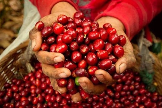 Giá cà phê hôm nay 22/3: Arabica tăng mạnh, giá nội địa duy trì mức 93.500 đồng/kg