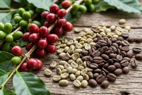 Giá cà phê hôm nay 19/3: Thị trường trong nước tăng lên mức 92.300 đồng/kg