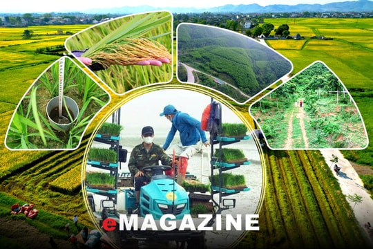 Khai mở “kho báu carbon” từ rừng và lúa