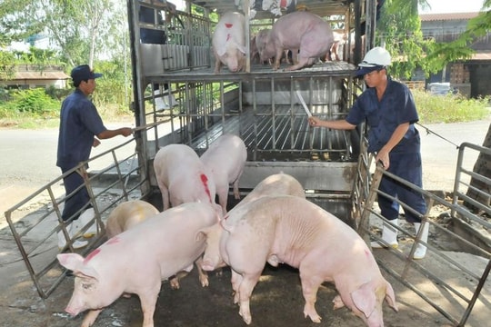 Cập nhật giá heo hơi hôm nay 23/3/2026: Tăng chạm mức cao nhất 69.000 đồng