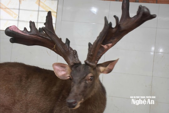 Cặp nhung nai hơn 13 kg, được bán giá 107 triệu đồng ở Nghệ An