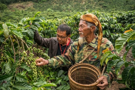 Cập nhật giá cà phê hôm nay 25/3/2026: Bốn tỉnh Tây Nguyên đồng loạt tăng