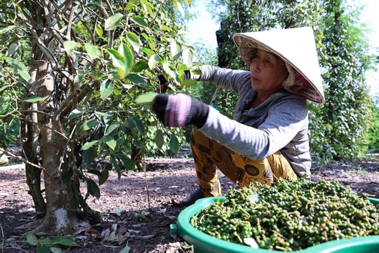 Cập nhật giá tiêu hôm nay 25/3/2026: Trong nước ổn định, thế giới đi ngang