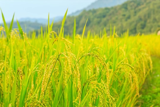 Giá lúa gạo hôm nay 26/3/2026: Gạo đi ngang, lúa tươi giảm nhẹ