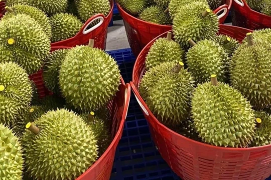 Cập nhật giá sầu riêng 26/3/2026: Giá RI6 và Thái ổn định