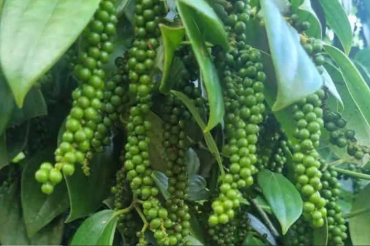 Cập nhật giá tiêu hôm nay 26/3/2026: Tiêu đen Malaysia tăng 2,2%