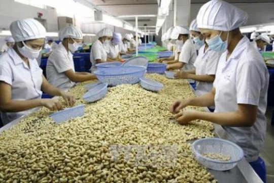 Ngành điều Việt Nam đặt mục tiêu xuất khẩu 5 tỷ USD năm 2026 dù áp lực nguyên liệu