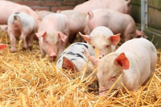 Cập nhật giá heo hơi hôm nay 28/3/2026: Miền Bắc giảm 1000 đồng