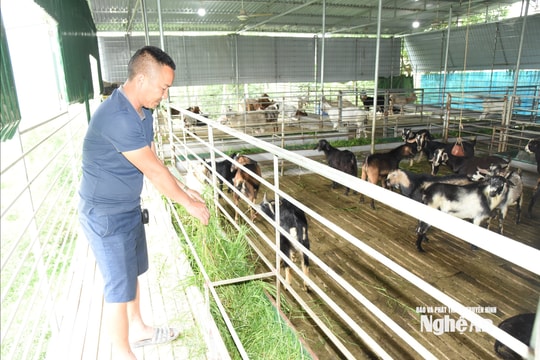 Kinh tế tuần hoàn trong chăn nuôi: Hướng đi bền vững giúp nông dân gia tăng lợi nhuận