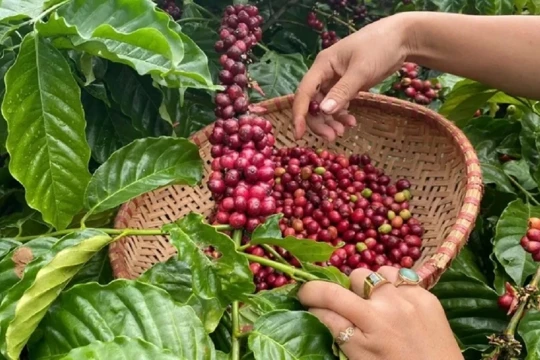 Cập nhật giá cà phê hôm nay 30/3/2026: Lâm Đồng tăng nhẹ