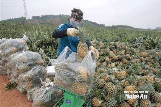 Nắng nóng đầu mùa, trái cây giải nhiệt hút khách