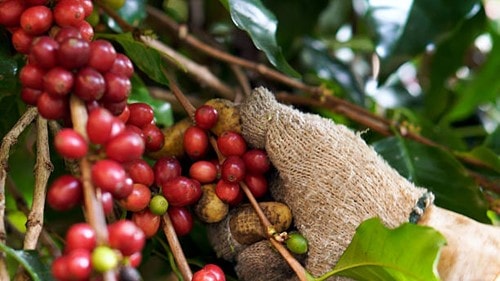 Việt Nam xây dựng hệ tiêu chuẩn chất lượng nâng tầm giá trị cà phê Robusta toàn cầu