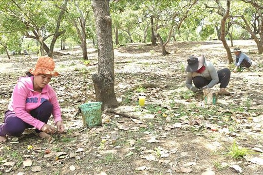 Giá điều tại Đồng Nai tăng lên 37.000 đồng/kg nhưng sản lượng sụt giảm mạnh
