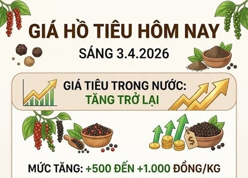 Giá hồ tiêu hôm nay 3/4: Tăng lên 140.000 đồng/kg, thị trường nội địa phục hồi mạnh