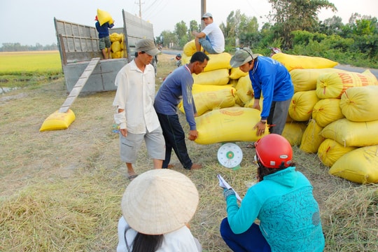 Giá lúa gạo hôm nay 3/4/2026: Tăng nhẹ, xuất khẩu lập đỉnh