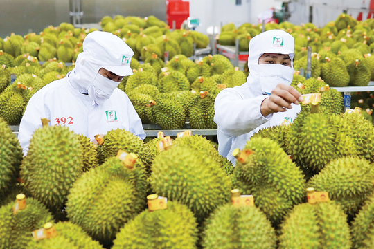 Giá sầu riêng hôm nay 6/4/2026: Miền Tây, Tây Nguyên đi ngang
