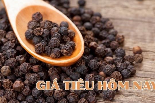 Giá tiêu hôm nay 6/4/2026: Xuất khẩu quý I tăng mạnh 39%