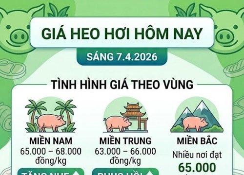 Giá heo hơi hôm nay 7/4: Đồng loạt tăng tại ba miền, cao nhất 68.000 đồng/kg
