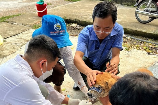 Báo động bệnh dại trên chó vào mùa hè