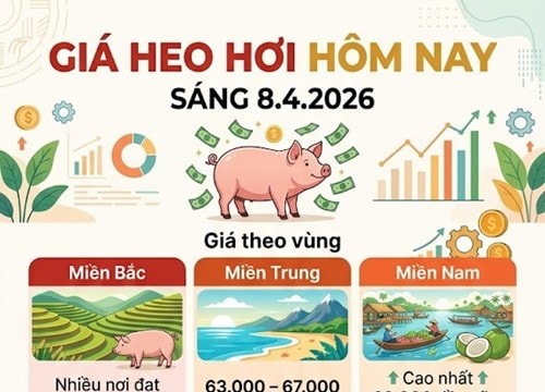 Giá heo hơi hôm nay 8/4: Đồng Nai chạm mốc 69.000 đồng/kg, miền Nam dẫn dắt đà tăng