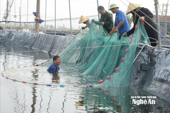 Chủ động chống nóng, nông dân Nghệ An đưa tôm vào nhà lưới khép kín