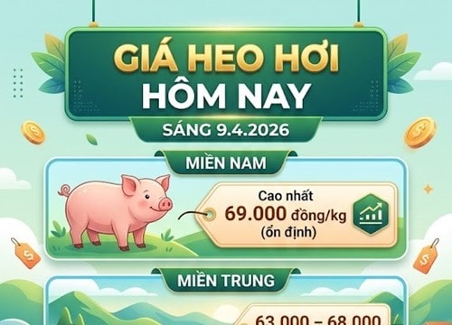 Giá heo hơi hôm nay 9.4: Miền Nam chạm mốc 69.000 đồng/kg, thị trường đi ngang ở mức cao